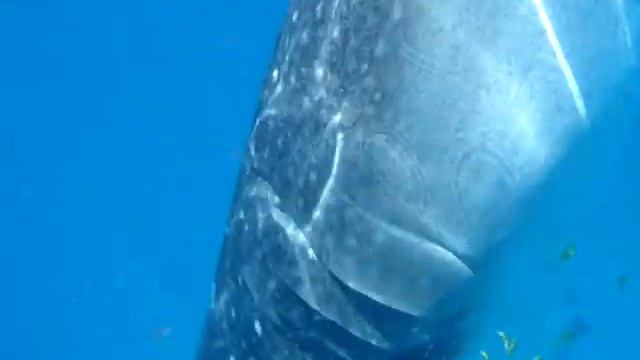 MOV05942 мы смотреть онлайн