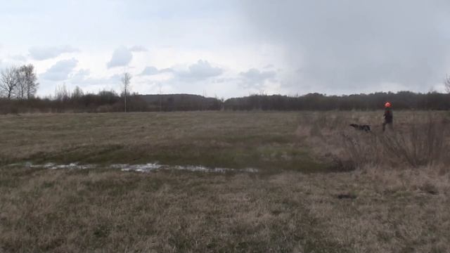 Эльзара - гаршнеп. стойка, подводка. смотреть онлайн