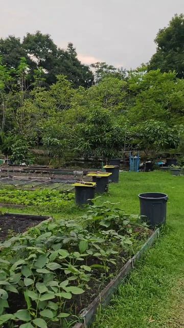 белки в зеленых джунглях Чатучак парка в Бангкоке смотреть онлайн