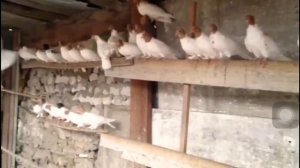 Голуби иранцы.