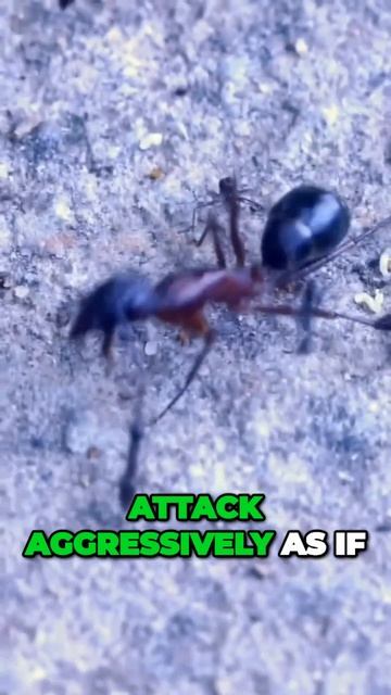 Ant 🐜🤪 🆚 Giant Ant 🐜🦶. David vs goliath unbelievable antler showdown and surprising victoryCrazy смотреть онлайн