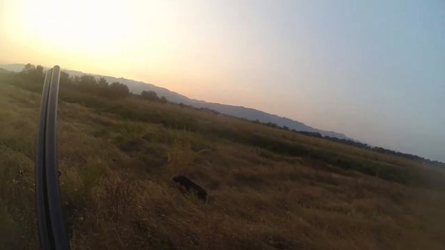 მწყერზე ნადირობა / hunting quail / охота на перепела смотреть онлайн