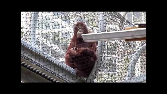 San Francisco Zoo New Female Orangutan Amoi First Glance 5 26 19 смотреть онлайн
