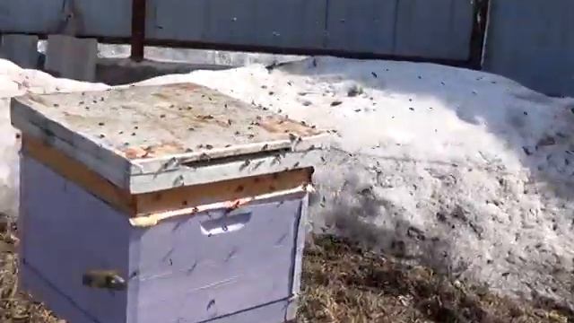 сто-пудово будет ранний рой смотреть онлайн