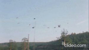 Песня "Любовь и Голуби"