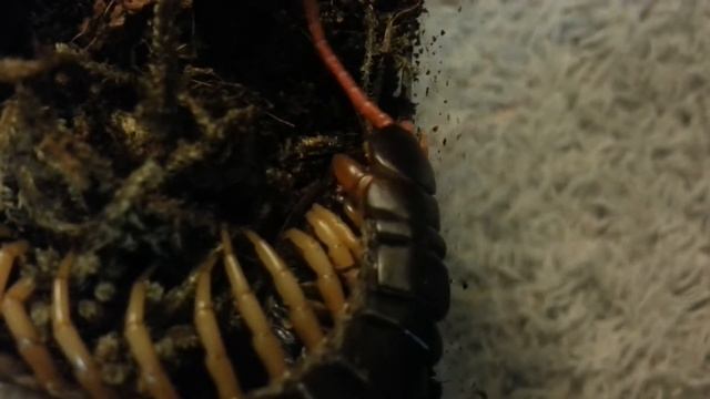 Scolopendra subsinipes Eating Dubia смотреть онлайн