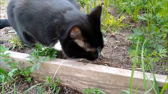 Бисюшка - прожорливое брюшко)) смотреть онлайн