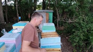 СКОЛЬКО МЁДА ПРИНЕСЛА СЕМЬЯ ЗА 10 ДНЕЙ ПОСЛЕ ОТКАЧКИ МАЙСКОГО МЁДА.