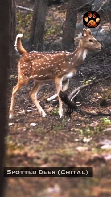 How to Find a Tiger in the Jungle? #discoverwildpaws #shorts смотреть онлайн