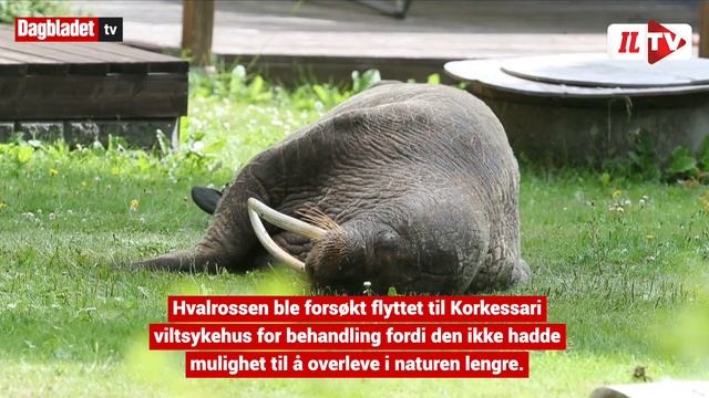 «Finske Freya» døde plutselig смотреть онлайн