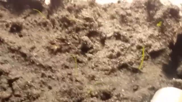 My Red Fire Ant Colony(Selenopsis Invicta) And Trap Jaws!!! смотреть онлайн