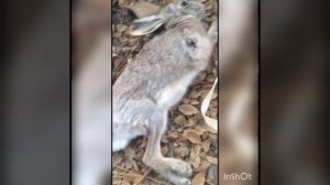 Жаркент Охота на зайца с рогаткой