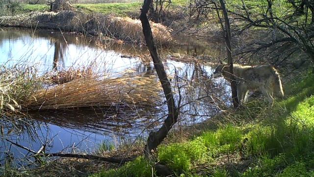 Волк у воды