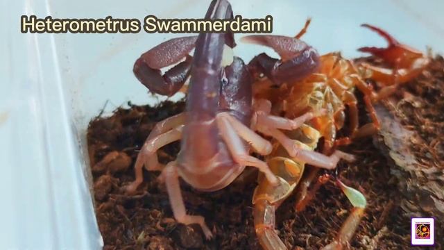 Premolt : Heterometrus Swammerdami Lột Xác Thành Công : Dòng Bọ Cạp To Khổng Lồ Nhất Trên Thế Giới смотреть онлайн