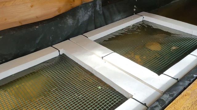 Le cresson de fontaine en aquaponie, de la graine à l'assiette. смотреть онлайн