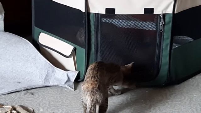 Анфиска, Рыська на фоне окна и Стиви)))) смотреть онлайн