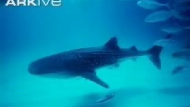 Whale shark / Felix смотреть онлайн