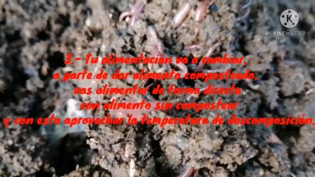 LOMBRICULTURA 🌱🐛// Como proteger a las lombrices rojas californianas"Eisenia Foetida" del frio... смотреть онлайн