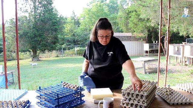 Setting Coturnix Quail Eggs With A Purpose смотреть онлайн