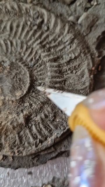 🐚🐚🐚 #fossils #ammonites #paleontology смотреть онлайн