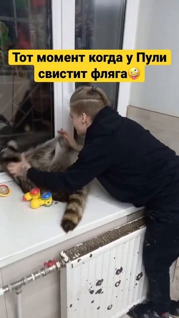 Замыкание енота⚡️🐾 #папаенотов #вотенот #еноты #енот #raccoon #спб #питер #кудасходитьспб смотреть онлайн