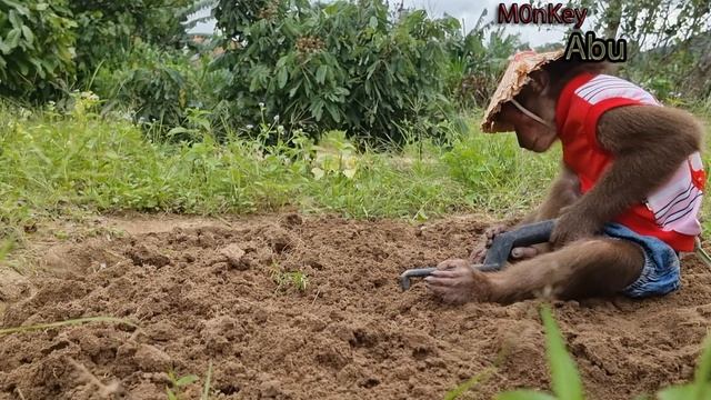 Funny Monkey Abu Video Compilation смотреть онлайн