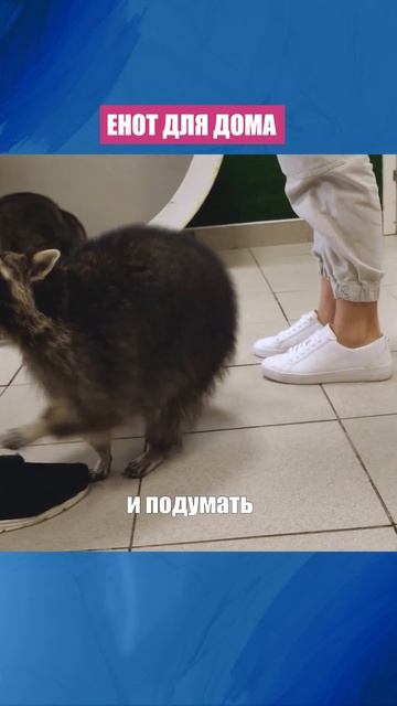 Домашние еноты: плюсы и минусы смотреть онлайн