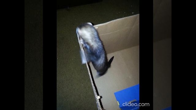 Once Upon a Time I Wanted a Ferret смотреть онлайн