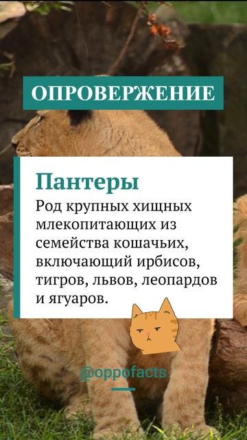 Пантера это вид животного #заблуждение #опровержение #пантера #чернаяпантера #shorts #oppofacts смотреть онлайн