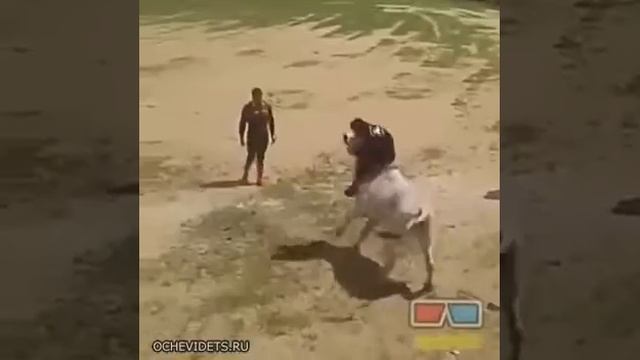 Оседлал быка! смотреть онлайн