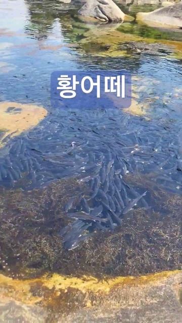 황어떼 만났어요 смотреть онлайн