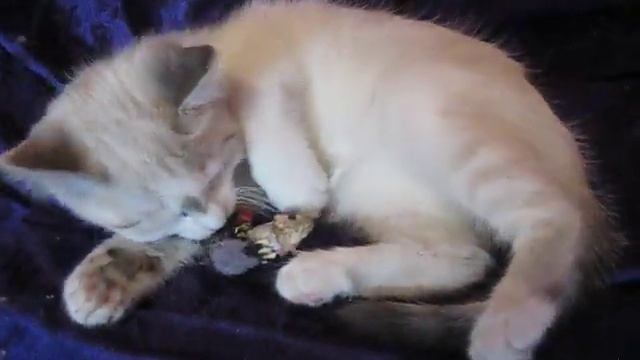 Подброшенная Кошка нашла где живу и родила 3 котят смотреть онлайн