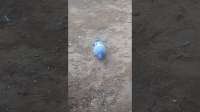 Самое необычное видео. Голубь смотреть онлайн