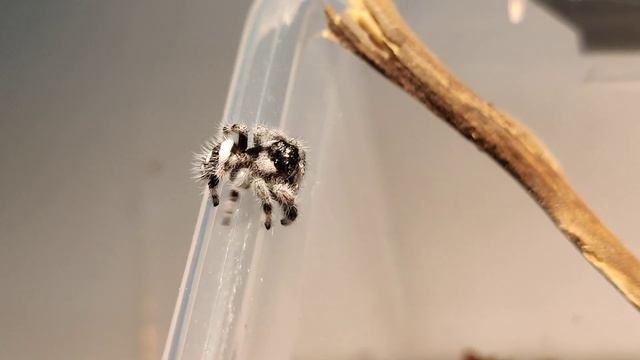 Phidippus Regius male chasing смотреть онлайн