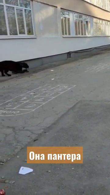 Пантера во дворе школы. смотреть онлайн