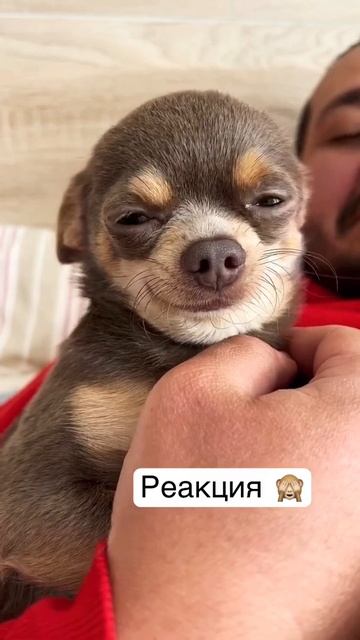 #Shorts Смешные животные Ржака до слез Тест на психику - Тренды ТикТок смотреть онлайн