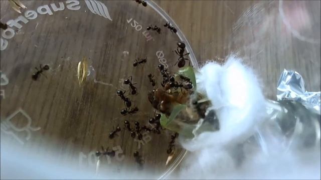 4-12-2012 : Messor cf. barbarus : Prey being moved into nest *8.[Edited music] смотреть онлайн