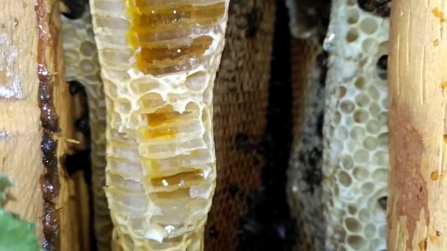 Проверяем борти. Урожай 2018 года. смотреть онлайн