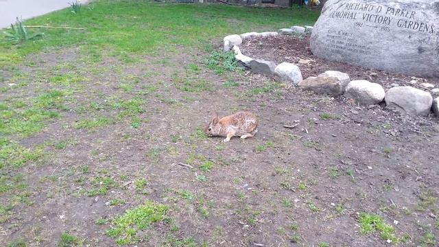 Заяц в огородах (центр Бостона) смотреть онлайн
