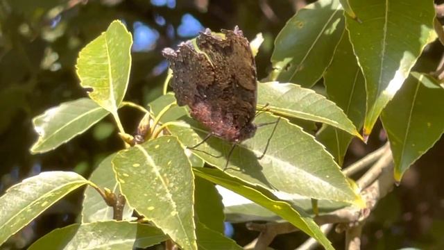 2023年2月25日 Kaniska canace, ルリタテハ, 청띠신선나비 смотреть онлайн