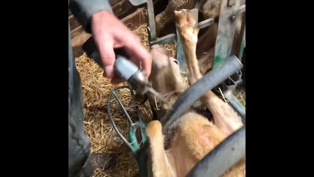 Sécateur à onglons sans fil смотреть онлайн