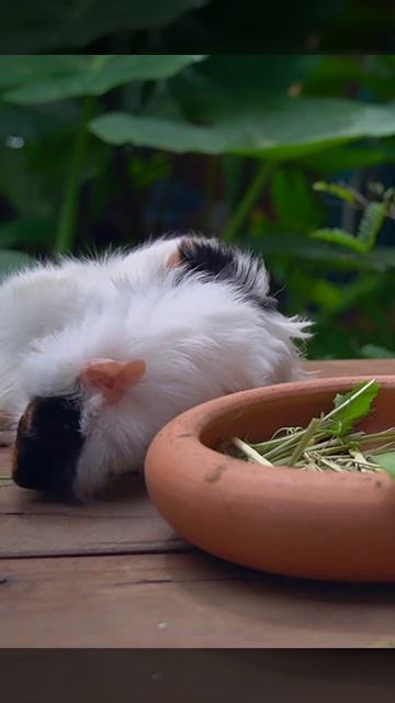 [Guinea Pig Care] [Pet care] [Guinea pig eating food] # смотреть онлайн