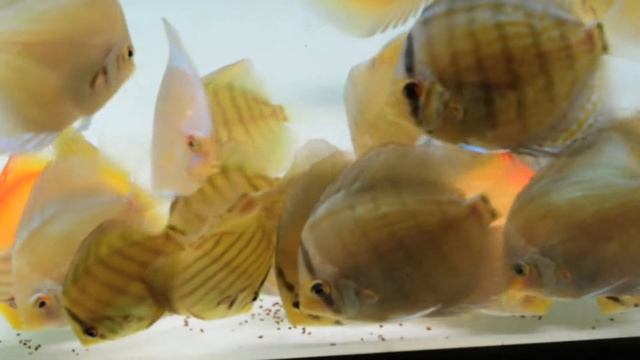 Piwowarski Discus Eating Vita Complete Tropical Fish Food смотреть онлайн