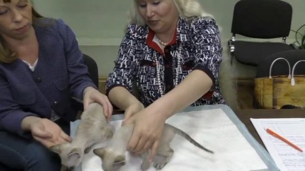 Анонс фелинологических курсов (часть 2)