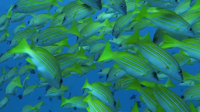 Maagiri Rockでヨスジフエダイの群れ смотреть онлайн