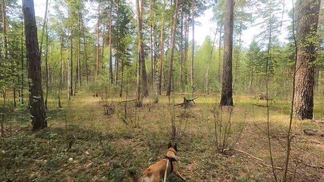 Лена и Чейз от проводника смотреть онлайн