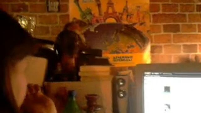 шиншилла смотреть онлайн