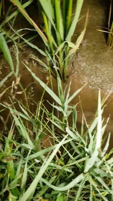 Night Fish Fish hunting Catching catfish & tilapia fis #Short 022 смотреть онлайн
