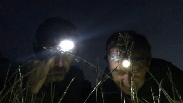 The Life of the Meadow Brown смотреть онлайн