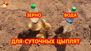 Кормушка и поилка из бутылок для суточных цыплят на первую неделю 🐥🐤🐥